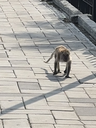 Long-tailed Macaque