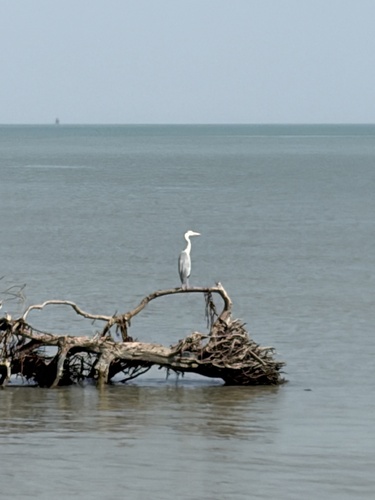 Grey Heron