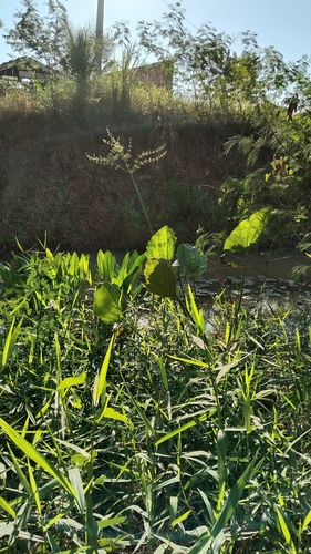 Echinodorus scaber