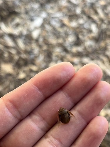 iNaturalist observation photo of True Bugs, Hoppers, Aphids, and allies