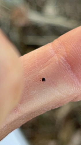 iNaturalist observation photo of Desmonomata