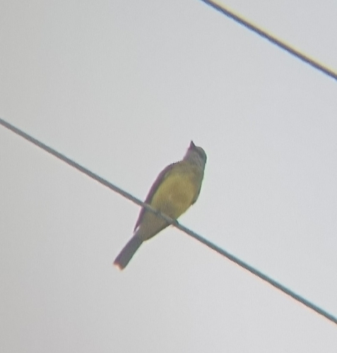 Tropical Kingbird