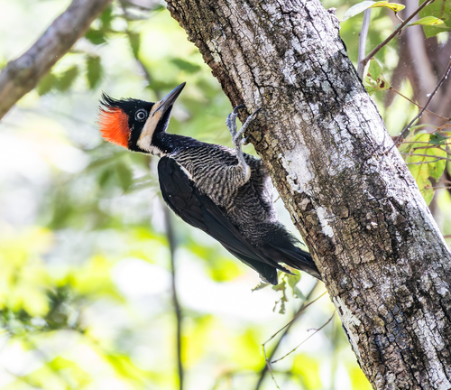 Crimson-crested Woodpecker