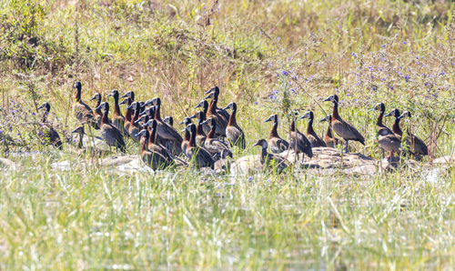 White-faced Whistling-Duck