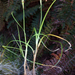 Carex parvispica - Photo (c) Kerry Ford, todos los derechos reservados, subido por Kerry Ford