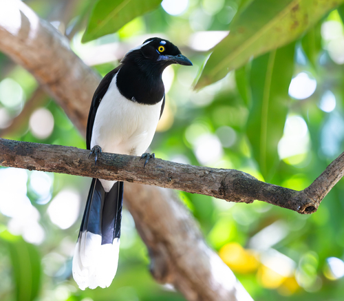 White-naped Jay