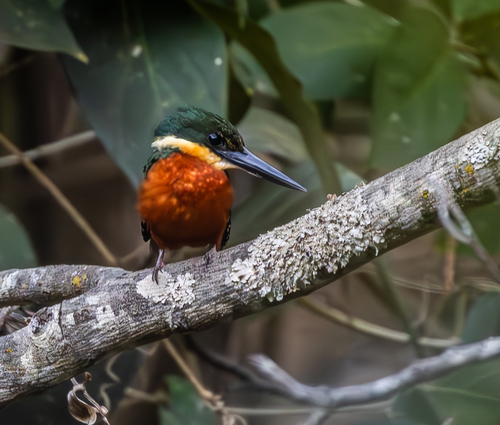 Green-and-rufous Kingfisher