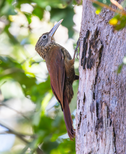 Lafresnaye's Woodcreeper