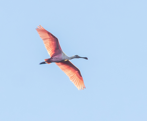Roseate Spoonbill