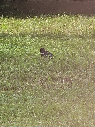 Oriental Magpie