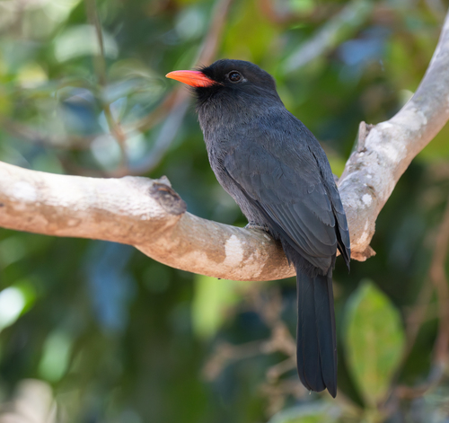 Black-fronted Nunbird