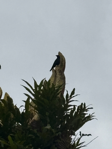 Asian Glossy Starling