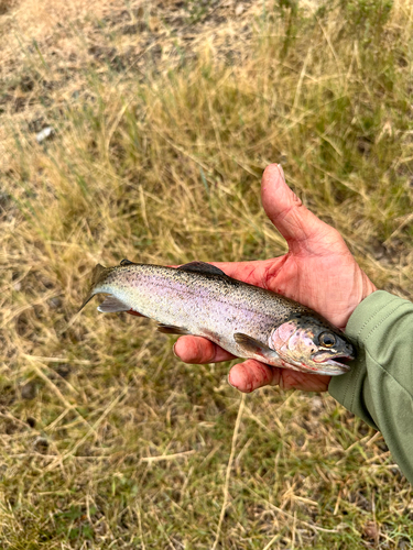 Rainbow Trout