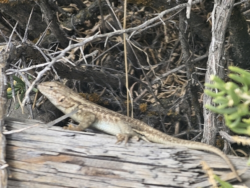 Common Sagebrush Lizard