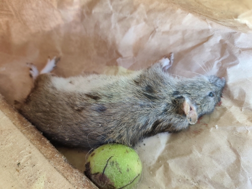 Brown Rat