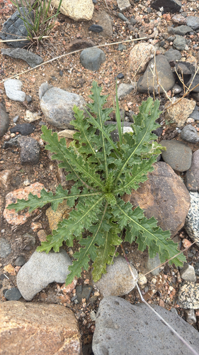 ground thistle