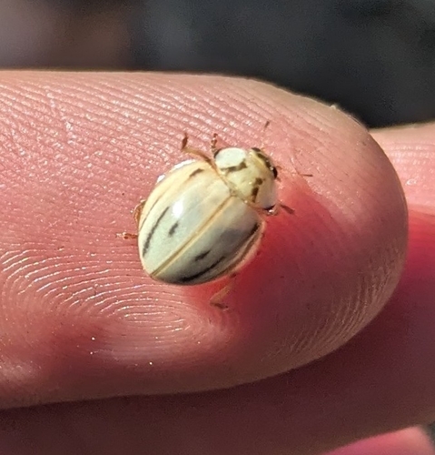 iNaturalist observation photo of Broken-dashed Lady Beetle