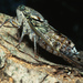 Cicada - Photo (c) Philipp salzgeber, כל הזכויות שמורות, הועלה על ידי Philipp salzgeber