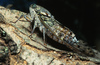 Cicada - Photo (c) Philipp salzgeber, all rights reserved, uploaded by Philipp salzgeber