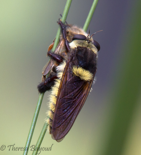 Mallophora fautrix
