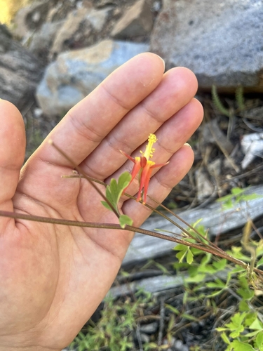 iNaturalist observation photo of western columbine