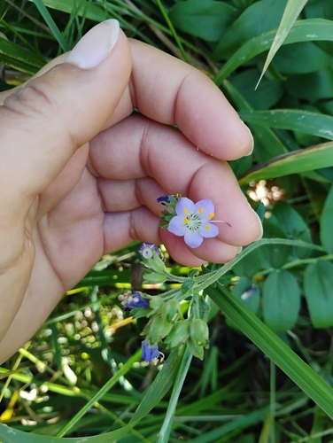 iNaturalist observation photo of Jacob's ladders