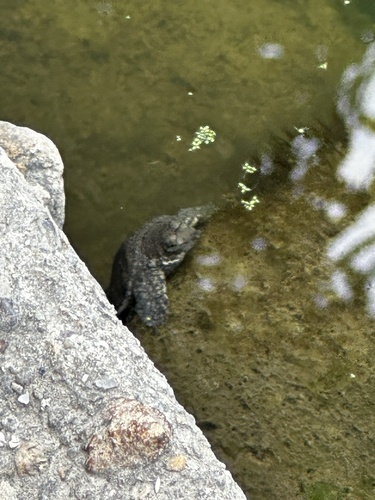 Chinese Softshell Turtle