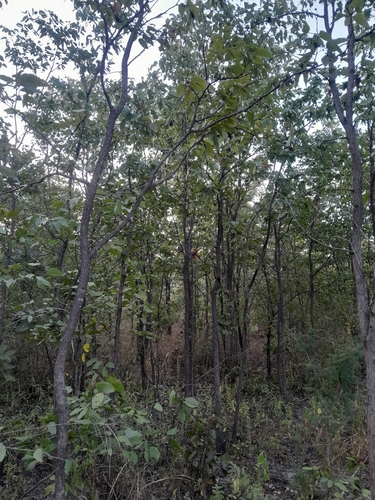 Mopane