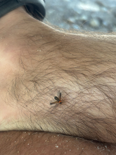 iNaturalist observation photo of Winged and Once-winged Insects