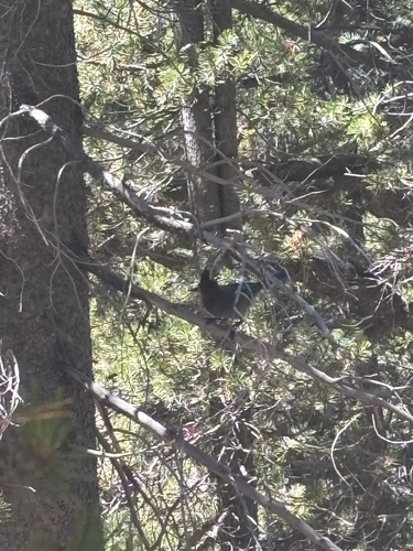 iNaturalist observation photo of Steller's Jay