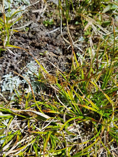 Carex trachycarpa
