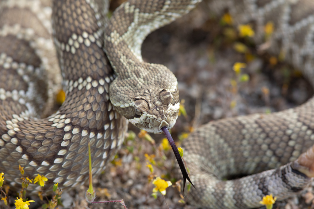 Mojave Rattlesnake from Los Angeles County, CA, USA on April 26, 2020 ...