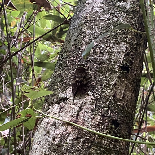 Graptopsaltria tienta