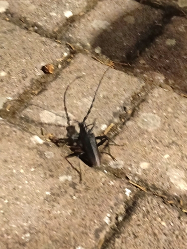 Great capricorn beetle