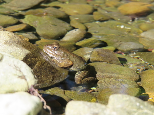 Foothill Yellow-legged Frog
