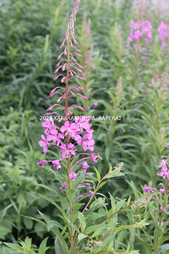 fireweed