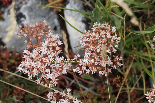 white stonecrop