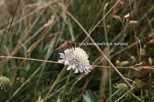 Common Drone Fly