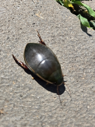 peardrop beetle