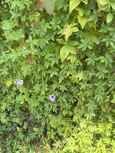 Mile-a-minute vine
