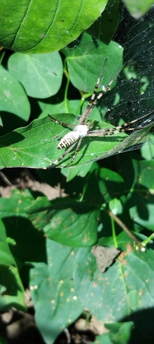 Wasp Spider