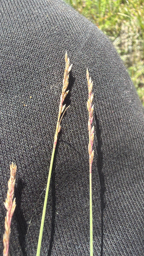 Sheep's Fescue