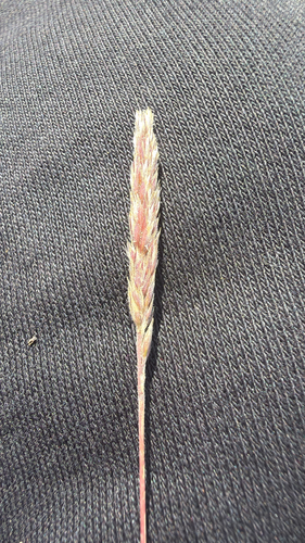 spike trisetum