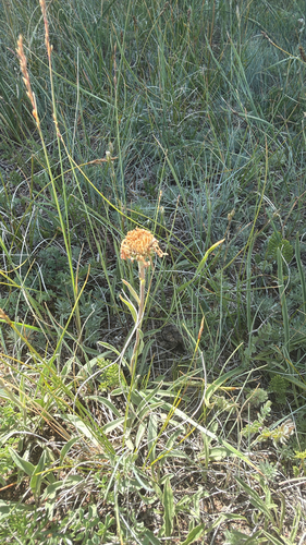 Alpine Aster