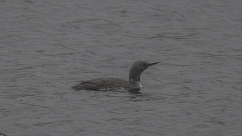 Red-throated Loon