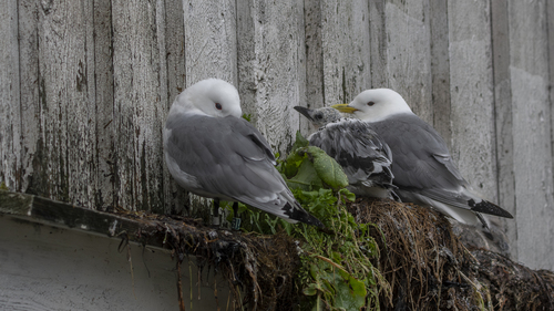Black-legged Kittiwake