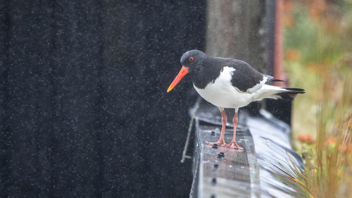Eurasian Oystercatcher