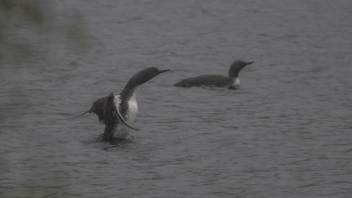 Red-throated Loon