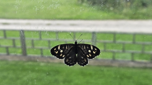 Speckled Wood