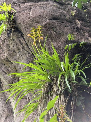 Pitcairnia feliciana